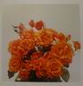 Clydebank Centenary rose photo