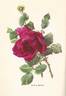 Étoile de Hollande rose photo