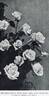 Mrs. George Shawyer rose photo