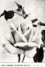 Mrs. George Shawyer rose photo