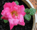 Beauté Inconstante rose photo