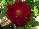 04-21-01 rose photo