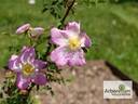 Glory of Edzell rose photo
