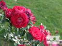 KO 10/7443-01 rose photo