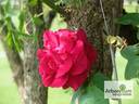 Robusta (bourbon, Soupert rose photo