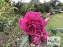 Souvenir du Président Lincoln rose photo