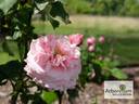 Mrs. Paul Niehoff rose photo
