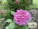 Madame Jeannine Joubert rose photo