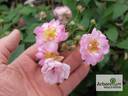 Apricot Bells rose photo