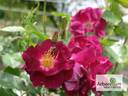 Night Owl ™ rose photo