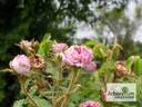 Soupert et Notting rose photo