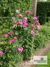 Futtaker Schlingrose rose photo