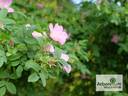 Poznanska rose photo