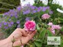 Jeanne Duval rose photo