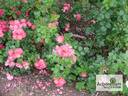 Residenz rose photo