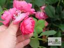 Barbara Skarga rose photo