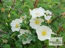 <I>Rosa ecae</I> 'Golden Chersonese' rose photo