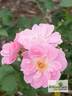 Wild North rose photo