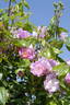Amoureuse de Fontenay-le-Comte rose photo
