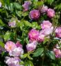 Amoureuse de Fontenay-le-Comte rose photo