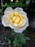 Isabelle Joerger rose photo