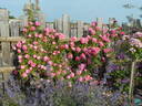 Bouquet Pompon rose photo