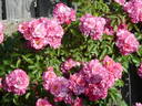 Bouquet Pompon rose photo