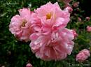 Lady Godiva rose photo