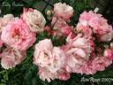 Lady Godiva rose photo