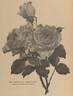 Antoine Rivoire rose photo