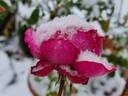 Yves Piaget rose photo