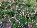 Maman Turbat rose photo