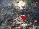 <i>Rosa gymnocarpa</i> Nutt. rose photo