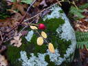 <i>Rosa gymnocarpa</i> Nutt. rose photo