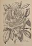 Maréchal Niel rose photo