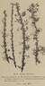 R. sericea pteracantha rose photo