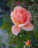 Luis Brinas rose photo