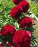 Red Grace peony photo