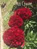 Red Grace peony photo