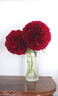 Red Grace peony photo