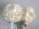 Gladys Hodson peony photo
