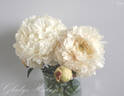Gladys Hodson peony photo