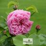 Adrienne de Cardoville rose photo