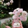 Frau Eva Schubert rose photo