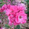 Zorka rose photo