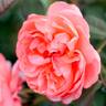 English Coral rose photo