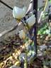 Opalia Grimpant rose photo