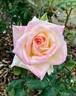Diana, Princess of Wales ™ rose photo