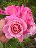 Pink Phoenix rose photo
