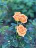 Olds College Rose rose photo